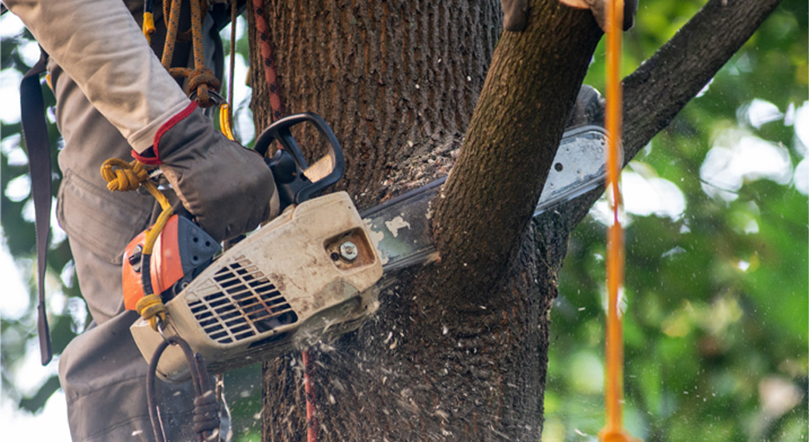 Frequently Asked Questions About Tree Care Services