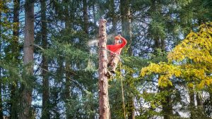 Top Frequently Asked Questions About Tree Care Services