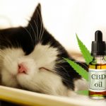 What Is The Role Of CBD For Cats?