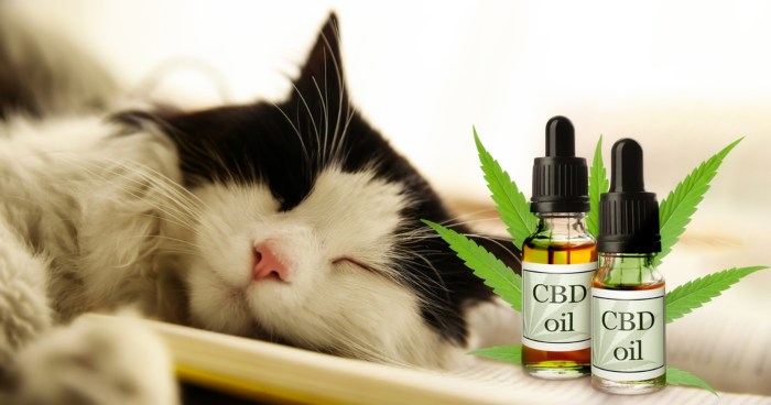 The Role Of CBD For Cats
