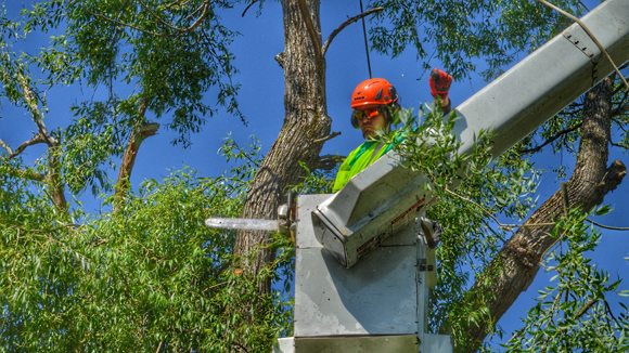 Winnipeg arborists