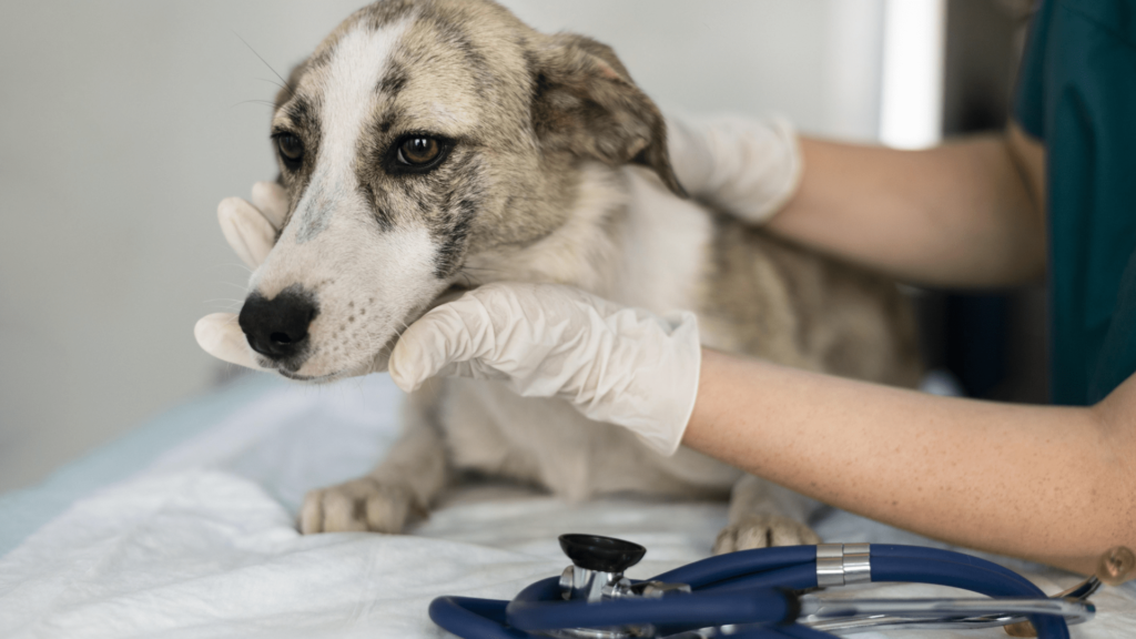 cheap pet surgery
