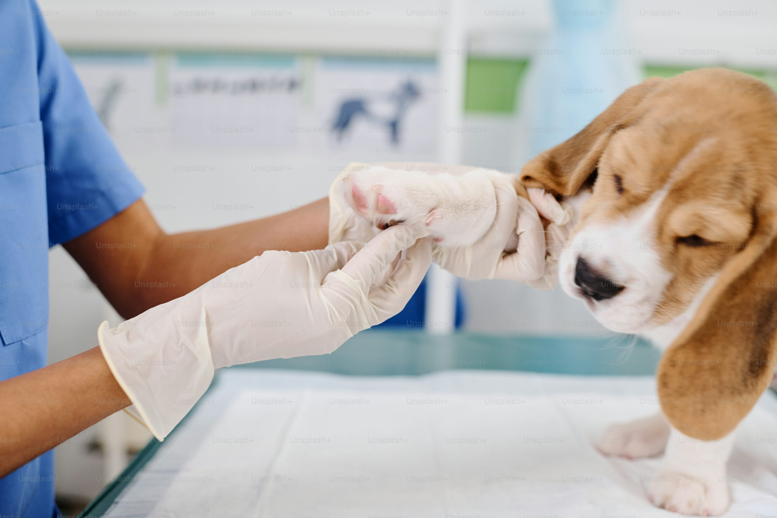 cheap pet surgery in Encino
